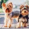 Yorkshire Terrier Puppies paint by numbers