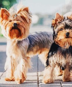 Yorkshire Terrier Puppies paint by numbers