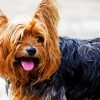 Yorkshire Terrier Puppy paint by numbers