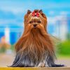 Cute Yorkshire Terrier paint by numbers