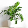 Zamioculcas Plant In White Pot paint by numbers