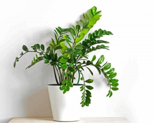 Zamioculcas Plant In White Pot paint by numbers