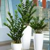 Zamioculcas Plants In Pots paint by numbers