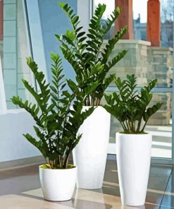 Zamioculcas Plants In Pots paint by numbers