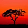Acacia Tree Silhouette At Sunset paint by numbers