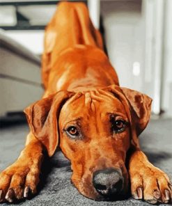 Adorable Ridgeback paint by numbers
