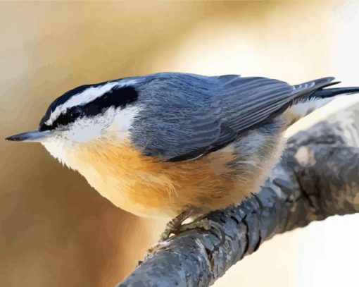 Nuthatch Bird On Stick paint by numbers