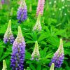 Aesthetics Blue Lupins paint by numbers
