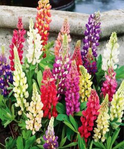 Colorful Lupins Plants paint by numbers