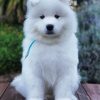 Adorable Samoyed Dog paint by numbers