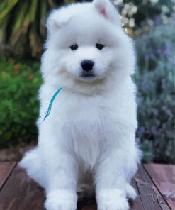 Adorable Samoyed Dog paint by numbers