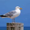 Beautiful Seagull Bird paint by numbers