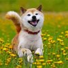 Aesthetic Shiba Inu Puppy paint by numbers