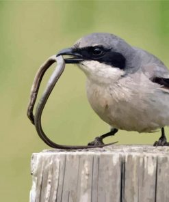 Shrike Bird Catching A Worm paint by numbers