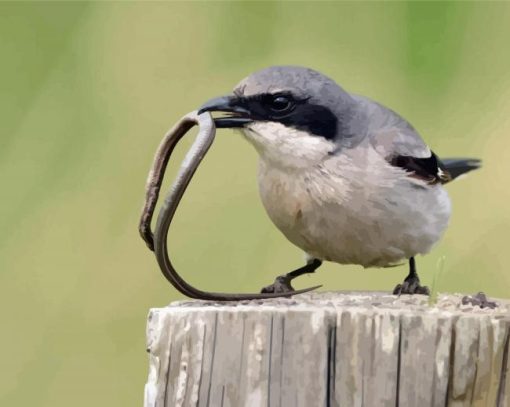 Shrike Bird Catching A Worm paint by numbers