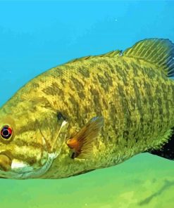 Aesthetic Smallmouth Fish paint by numbers