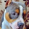 Cute Staffordshire Bull Terrier paint by numbers
