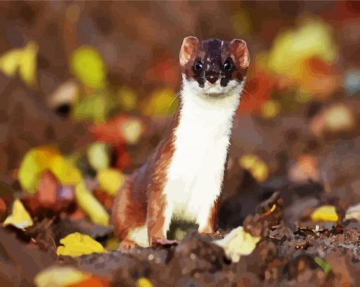 Adorable Stoat paint by numbers