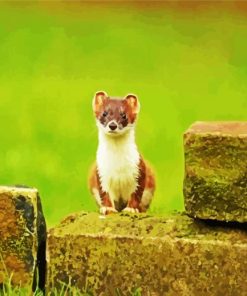 Aesthetic Stoat Animal Paint by numbers