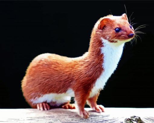 Adorable Weasel Animal paint by numbers
