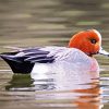 Aesthetic Wigeon Bird paint by numbers