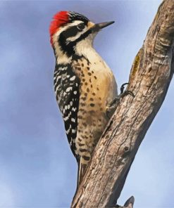Woodpeckers Bird On Stick paint by numbers