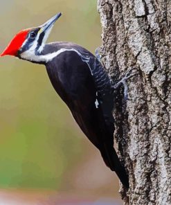 Woodpeckers Bird paint by numbers