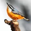 Beautiful Nuthatch Bird paint by numbers
