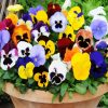 Pansies Flowers In Pot paint by numbers