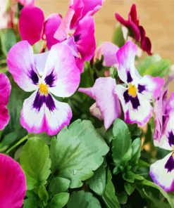 Pink And White Pansies paint by numbers