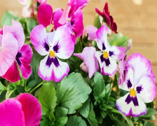 Pink And White Pansies paint by numbers