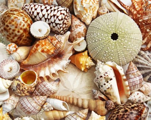 Beautiful Seashells paint by numbers
