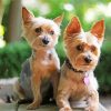 Adorable Yorkies paint by numbers