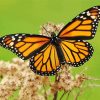 Monarch butterfly paint by numbers