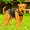 Cute Airedale Terrier paint by numbers