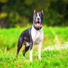 Black White American Staffordshire paint by numbers