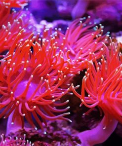 Pink Anemones paint by numbers