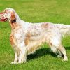 Adorable English Setter paint by numbers