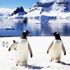 Aesthetics Penguins In Antarctica paint byh numbers