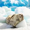 Seal Animal In Antarctica paint by numbers