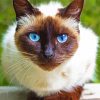 Beautiful Siamese Cat paint by numbers