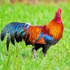 Bird Rooster paint by numbers