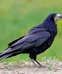 Black Rook Bird paint by numbers