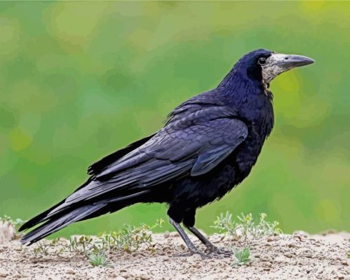 Black Rook Bird paint by numbers