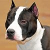 Black And White American Staffordshire Terrier paint by numbers