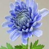 Blue Chrysanthemums Flower paint by numbers