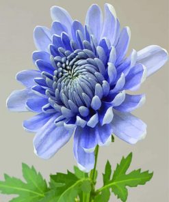 Blue Chrysanthemums Flower paint by numbers