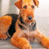 Aesthetic Airedale Terrier paint by numbers
