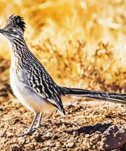 Cool Roadrunner Bird paint by numbers