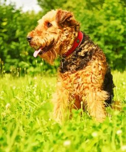 Adorable Airedale Terrier Dog paint by numbers